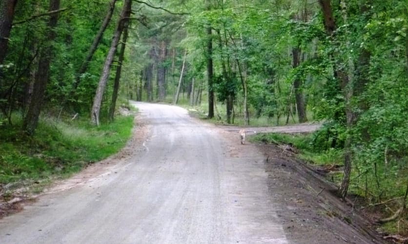 Wjazd quadem do lasu będzie znacznie droższy. Rząd zaostrza kary